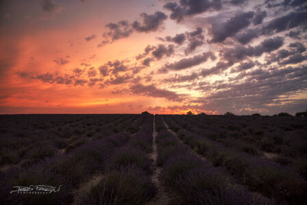 2019 - Francia, Plateau De Valensole