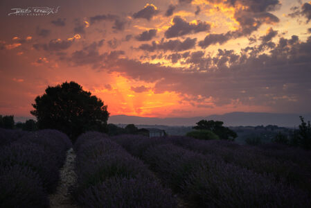 2019 - Francia, Plateau De Valensole