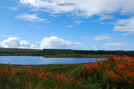 I Colori Del Connemara